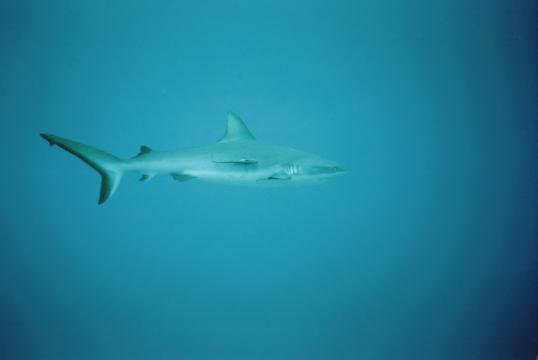 Серая рифовая акула. Фото Свободно для коммерческого использования, Атрибуция не требуется. Бесплатное стоковое фото для свободного скачивания
