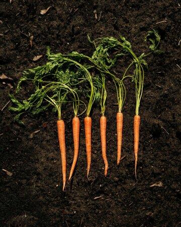 Сырая морковь на почве. Фото Free for commercial use, No attribution required. Бесплатное стоковое фото для свободного скачивания