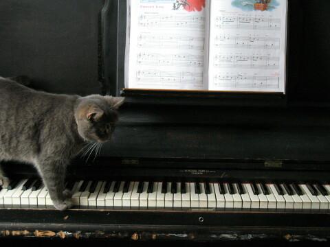 Фортепианный кот. Фото Свободно для коммерческого использования, Атрибуция не требуется. Бесплатное стоковое фото для свободного скачивания