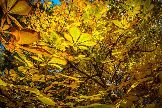 Осенние листья. Фото Свободно для коммерческого использования, Атрибуция не требуется. Бесплатное стоковое фото для свободного скачивания