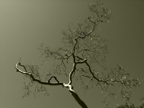 Мертвое дерево (3). Фото Свободно для коммерческого использования, Атрибуция не требуется. Бесплатное стоковое фото для свободного скачивания