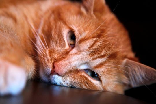 Рыжий кот (4). Фото Свободно для коммерческого использования, Атрибуция не требуется. Бесплатное стоковое фото для свободного скачивания