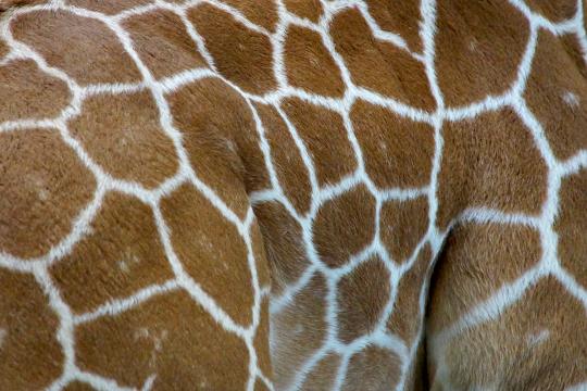 Узор на коже жирафа. Фото Free for commercial use, No attribution required. Бесплатное стоковое фото для свободного скачивания