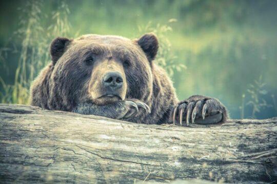 Большой медведь в лесу. Фото Free for commercial use, No attribution required. Бесплатное стоковое фото для свободного скачивания