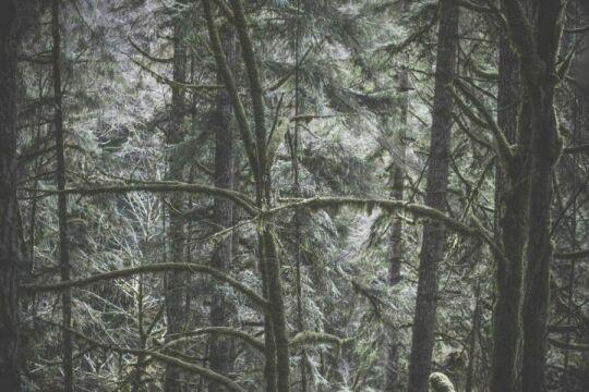 Зима Дерево Лес Природа. Фото Free for commercial use, No attribution required. Бесплатное стоковое фото для свободного скачивания