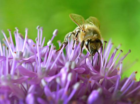 Пчела. Фото Free for commercial use, No attribution required. Бесплатное стоковое фото для свободного скачивания