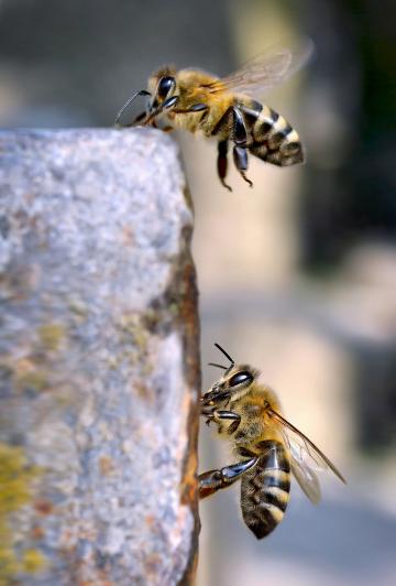 Пчелы (6). Фото Свободно для коммерческого использования, Атрибуция не требуется. Бесплатное стоковое фото для свободного скачивания