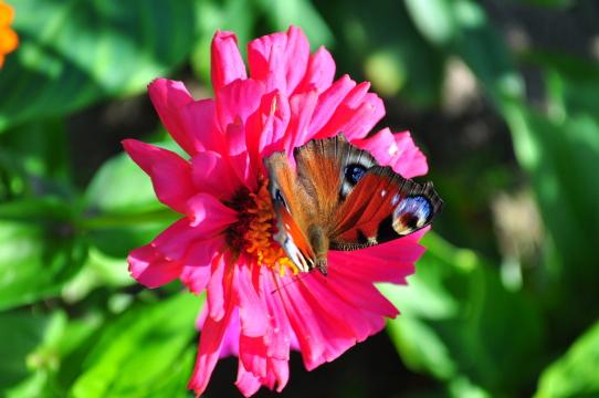 Бабочка на цветке.. Фото Free for commercial use, No attribution required. Бесплатное стоковое фото для свободного скачивания