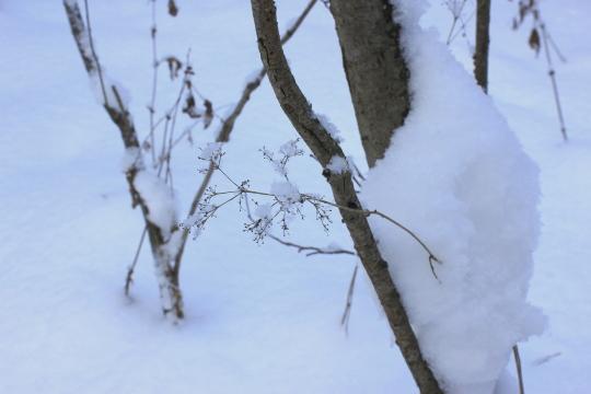Зимний лес без солнца. Фото Free for commercial use, No attribution required. Бесплатное стоковое фото для свободного скачивания