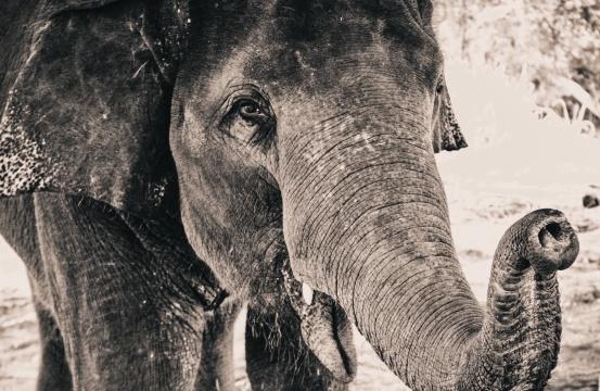 Животное-слон. Фото Свободно для коммерческого использования, Атрибуция не требуется. Бесплатное стоковое фото для свободного скачивания