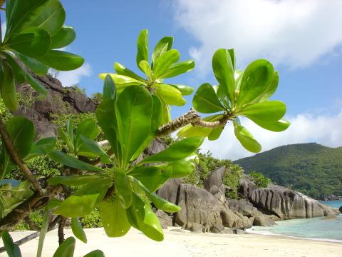 Флора Сейшельских островов. Фото Свободно для коммерческого использования, Атрибуция не требуется. Бесплатное стоковое фото для свободного скачивания