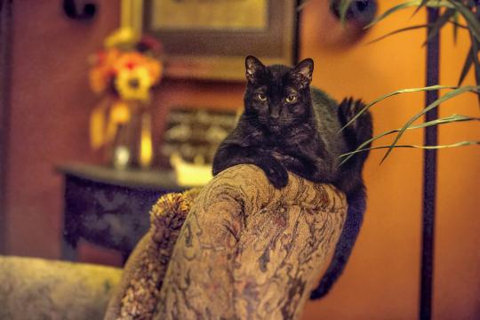 черный кот. Фото Free for commercial use, No attribution required. Бесплатное стоковое фото для свободного скачивания