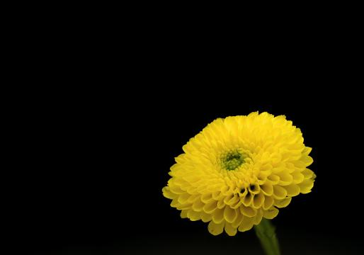 Желтый цветок. Фото Free for commercial use, No attribution required. Бесплатное стоковое фото для свободного скачивания
