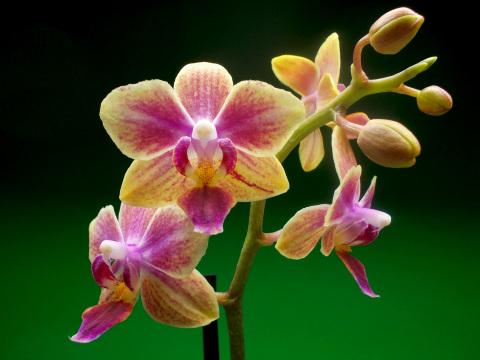 Цветущая орхидея (2). Фото Свободно для коммерческого использования, Атрибуция не требуется. Бесплатное стоковое фото для свободного скачивания