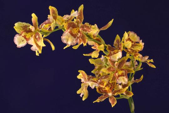 Буйство орхидей. Фото Свободно для коммерческого использования, Атрибуция не требуется. Бесплатное стоковое фото для свободного скачивания