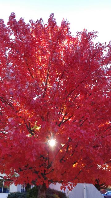 Красная листва. Фото Свободно для коммерческого использования, Атрибуция не требуется. Бесплатное стоковое фото для свободного скачивания