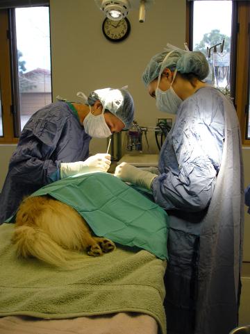 Хирургия домашних животных. Фото Free for commercial use, No attribution required. Бесплатное стоковое фото для свободного скачивания