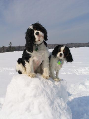 Собаки на снегу. Фото Свободно для коммерческого использования, Атрибуция не требуется. Бесплатное стоковое фото для свободного скачивания