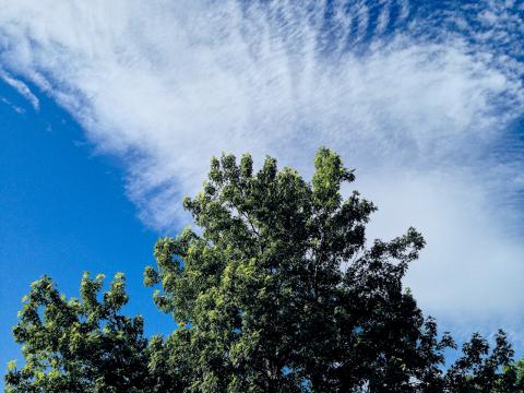 Дерево Небо Облака. Фото Free for commercial use, No attribution required. Бесплатное стоковое фото для свободного скачивания