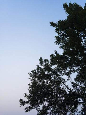 Силуэт дерева. Небо. Фото Free for commercial use, No attribution required. Бесплатное стоковое фото для свободного скачивания