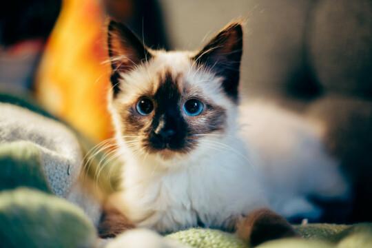 Сиамская кошка (4). Фото Свободно для коммерческого использования, Атрибуция не требуется. Бесплатное стоковое фото для свободного скачивания