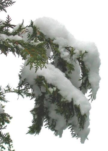 Снег на ветке. Фото Free for commercial use, No attribution required. Бесплатное стоковое фото для свободного скачивания