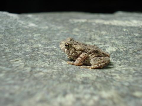 Маленькая жаба. Фото Free for commercial use, No attribution required. Бесплатное стоковое фото для свободного скачивания