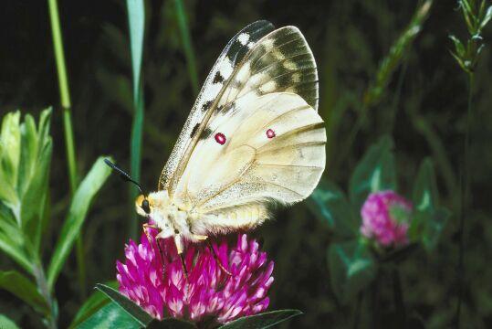 Бабочка на цветке (4). Фото Свободно для коммерческого использования, Атрибуция не требуется. Бесплатное стоковое фото для свободного скачивания