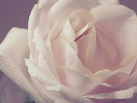 Белая роза (3). Фото Свободно для коммерческого использования, Атрибуция не требуется. Бесплатное стоковое фото для свободного скачивания