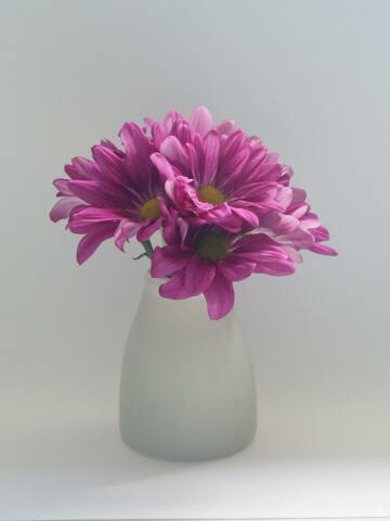 Цветы хризантемы. Фото Свободно для коммерческого использования, Атрибуция не требуется. Бесплатное стоковое фото для свободного скачивания