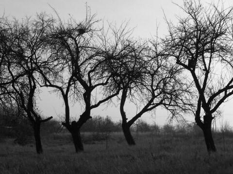 Деревья. Фото Свободно для коммерческого использования, Атрибуция не требуется. Бесплатное стоковое фото для свободного скачивания