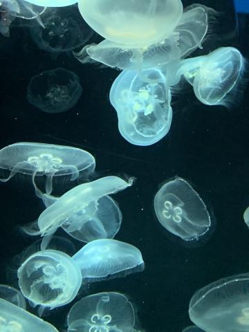 Аквариумные медузы. Фото Свободно для коммерческого использования, Атрибуция не требуется. Бесплатное стоковое фото для свободного скачивания