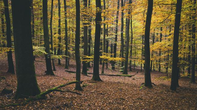 Осенний лес. Фото Free for commercial use, No attribution required. Бесплатное стоковое фото для свободного скачивания