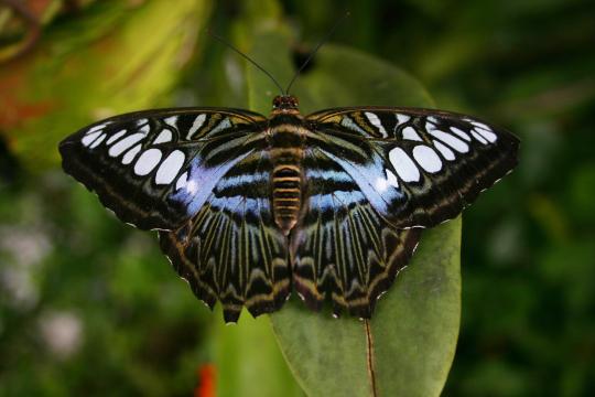 Сине-черная бабочка. Фото Free for commercial use, No attribution required. Бесплатное стоковое фото для свободного скачивания