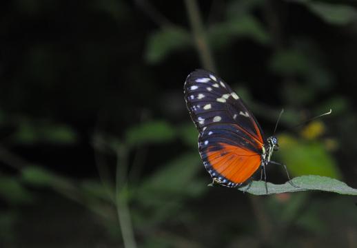 Оранжевая бабочка, сидящая на листе. Фото Свободно для коммерческого использования, Атрибуция не требуется. Бесплатное стоковое фото для свободного скачивания