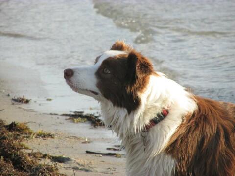 Собака на пляже. Фото Free for commercial use, No attribution required. Бесплатное стоковое фото для свободного скачивания