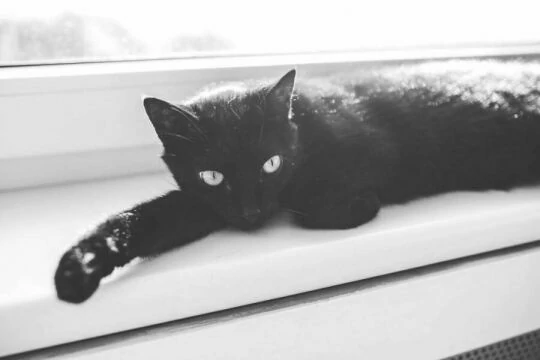Черная кошка. Фото Free for commercial use, No attribution required. Бесплатное стоковое фото для свободного скачивания