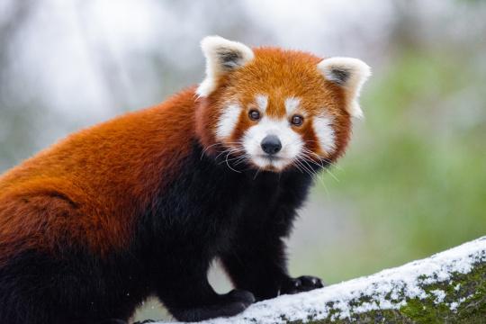 Красная панда. Фото Свободно для коммерческого использования, Атрибуция не требуется. Бесплатное стоковое фото для свободного скачивания