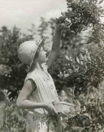 Девочка (10-11 лет) собирает фрукты в саду. Фото Свободно для коммерческого использования, Атрибуция не требуется. Бесплатное стоковое фото для свободного скачивания