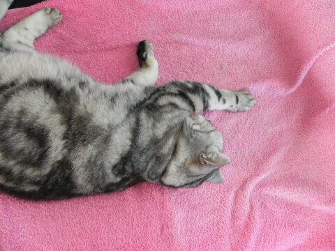 Кошка спит на полотенце. Фото Free for commercial use, No attribution required. Бесплатное стоковое фото для свободного скачивания