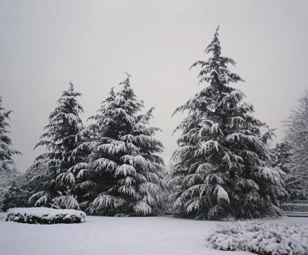 Три дерева зимой. Фото Free for commercial use, No attribution required. Бесплатное стоковое фото для свободного скачивания