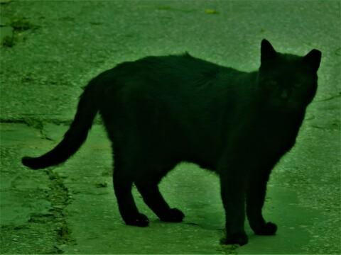 черная кошка. Фото Free for commercial use, No attribution required. Бесплатное стоковое фото для свободного скачивания
