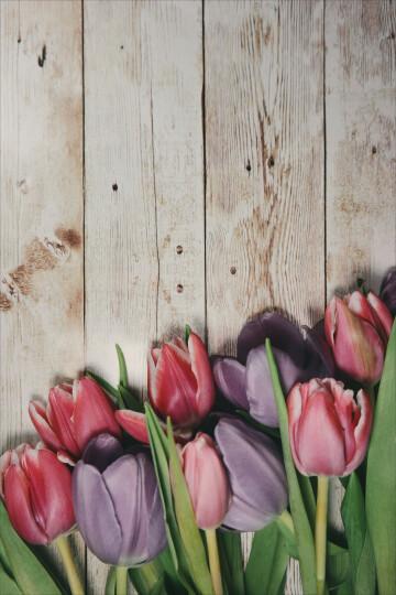 Весенний цветок тюльпана. Фото Free for commercial use, No attribution required. Бесплатное стоковое фото для свободного скачивания