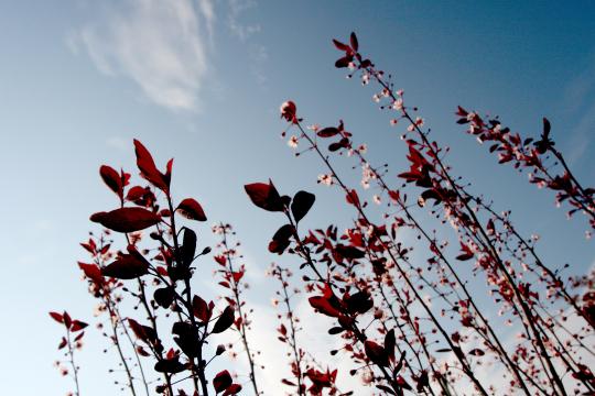 Красные высокие растения. Фото Free for commercial use, No attribution required. Бесплатное стоковое фото для свободного скачивания