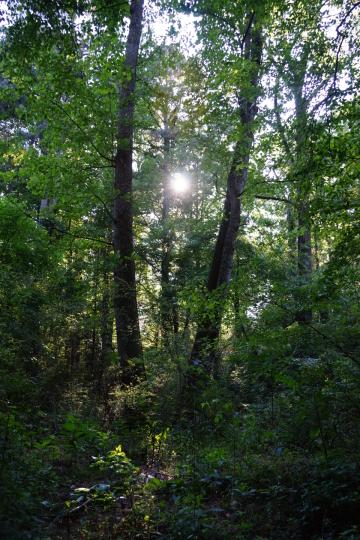Лес Деревья Солнце. Фото Free for commercial use, No attribution required. Бесплатное стоковое фото для свободного скачивания
