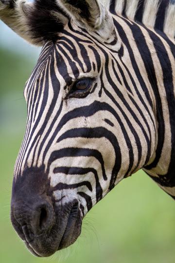 Животное зебра. Фото Free for commercial use, No attribution required. Бесплатное стоковое фото для свободного скачивания