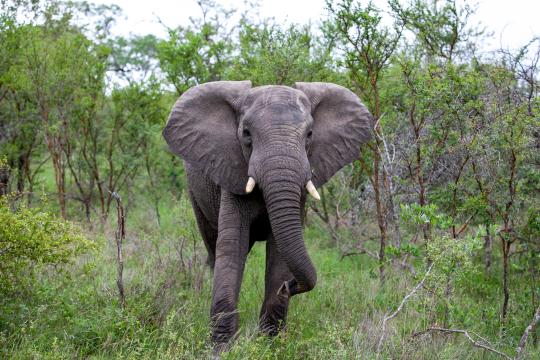 Слон в Африке. Фото Free for commercial use, No attribution required. Бесплатное стоковое фото для свободного скачивания