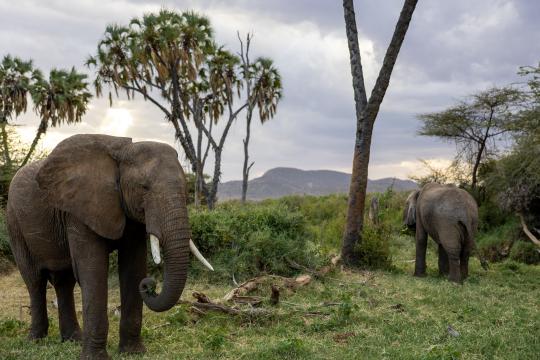 Слоны в Африке. Фото Free for commercial use, No attribution required. Бесплатное стоковое фото для свободного скачивания