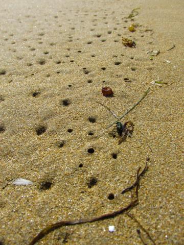 Золотой пляжный песок. Фото Свободно для коммерческого использования, Атрибуция не требуется. Бесплатное стоковое фото для свободного скачивания