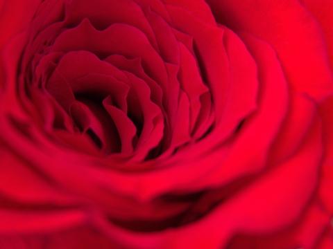 Красная роза. Фото Free for commercial use, No attribution required. Бесплатное стоковое фото для свободного скачивания